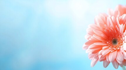Fototapeta premium Peach Gerbera daisy blooms against a soft blue sky