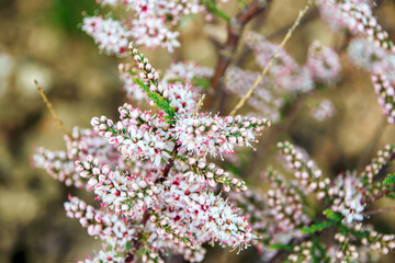 tiny red white flowers on the branches in the spring