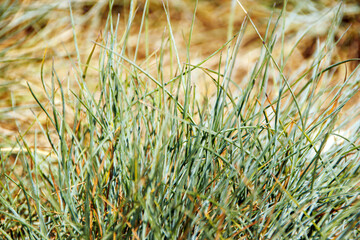 Obraz premium green grass in the wind