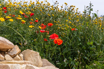 Poppies and yellow daisies bloom among rustic Maltese rocks. Vibrant spring wildflowers create a colorful, picturesque scene under the bright sun.