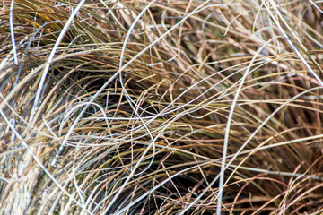 close up of grass
