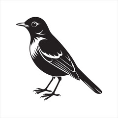 Fototapeta premium american robin silhouette black vector