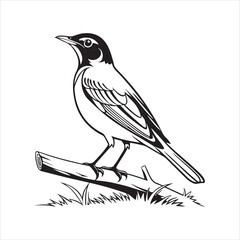 Obraz premium american robin silhouette black vector
