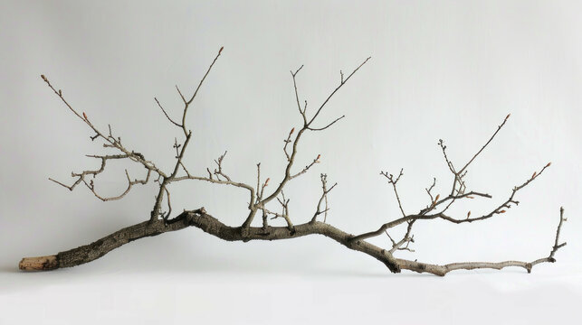 Modern minimalist tree branch design element