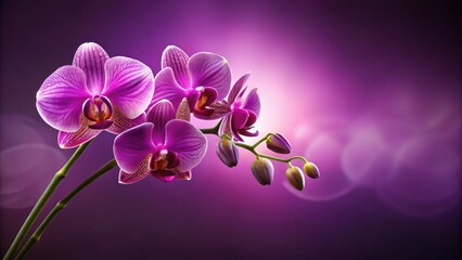 Naklejka premium Luxurious Orchid Bloom on Purple Background,nature scene, nature scene