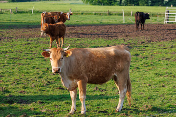 K&uuml;he an einem Fr&uuml;hsommerabend im M&uuml;nsterland