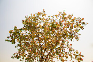 branch of a tree with leaves under sky