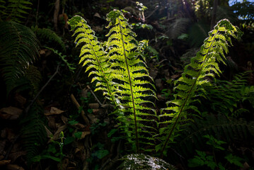 Fougère des Pyrénées