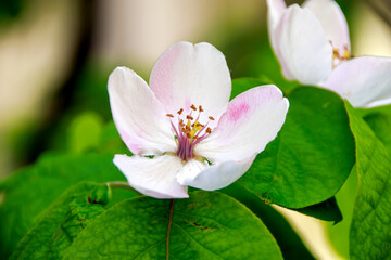close up pink and white flower