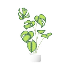 Indoor plant mockup for design purposes.Minimal cute little plant with pot and many leaves to be used as props and as display for plants isolated over white background.Eps10 model plant for home decor
