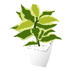Indoor plant mockup for design purposes.minimal cute little plant with pot and many leaves to be used as props and as display for plants isolated over white background.Eps10 model plant for home decor