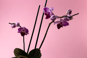 White and purple mini orchid blossom on a pink background