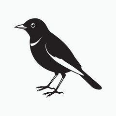 Obraz premium american robin silhouette black vector