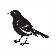Obraz premium american robin silhouette black vector