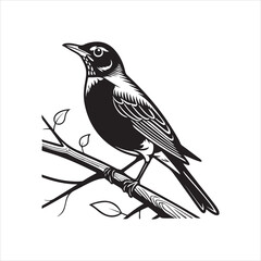 Obraz premium american robin silhouette black vector