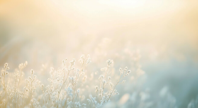 Soft light of sunrise over the meadow with white wild grasses