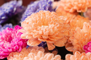 Vibrant chrysanthemums in shades of peach, pink, and purple fill the frame, showcasing their intricate petals and rich color. Perfect for garden and floral-themed projects or backgrounds