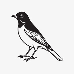 Obraz premium american robin silhouette black vector