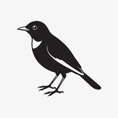 Obraz premium american robin silhouette black vector