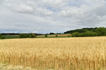 Champ de blé sous un ciel nuageux près du bourg de Champagne au Périgord Vert  © Photocolorsteph