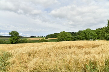 Champ de blé sous un ciel nuageux près du bourg de Champagne au Périgord Vert  © Photocolorsteph
