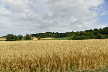 Champ de blé sous un ciel nuageux près du bourg de Champagne au Périgord Vert 