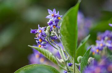 A purple flower with yellow spots is on a leaf