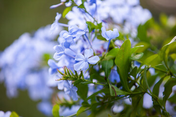 A bunch of blue flowers with green leaves
