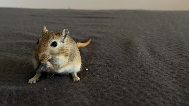 Small adorable gerbil stands on a soft dark gray blanket nibbling on sunflower seeds creating a heartwarming scene