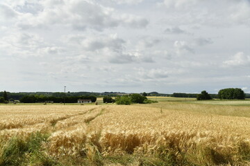 Champ de blé sous un ciel nuageux près du bourg de Champagne au Périgord Vert  © Photocolorsteph