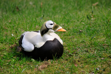 Plüschkopfeiderente (Somateria fischeri) Männchen