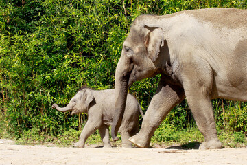 Fototapeta premium Afrikanische Elefant (Loxodonta africana) mit Jungtier in der Steppe, Afrika, 