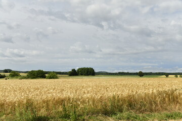 Champ de blé sous un ciel nuageux près du bourg de Champagne au Périgord Vert  © Photocolorsteph