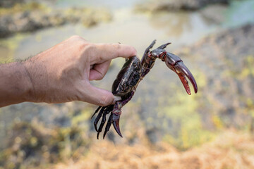 Ricefield crabs - Somanniathelphusa. Catching field crab male complete and strong in rainy season. Raw materials for cooking in countryside lifestyle of Thailand.