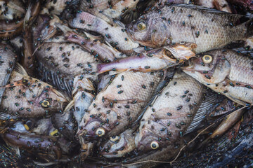 A pile of dead and bloated rotting Nile Tilapia fish in a basket from in water pond polluted have swarm of flies Blue bottle fly and Housefly swarming around to laying eggs.