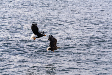 北海道　大鷲　オジロワシ　オオオワシ　鳥　動物　冬