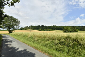 Route de campagne sous en partie sous l'ombre des arbres longeant un champ de blé près du bourg de Champagne au Périgord Vert 