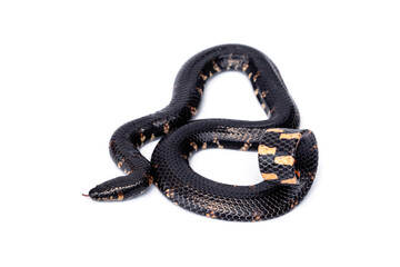 Naklejka premium Red-tailed Jodi’s Pipe Snake or Two-headed Snakes - Cylindrophis jodiae not dangerous but there is defensive behavior by raising tail to intimidate enemy isolated on white background.