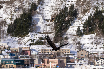 北海道　大鷲　オジロワシ　オオオワシ　鳥　動物　冬