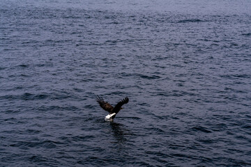 Naklejka premium 北海道 大鷲 オジロワシ オオオワシ 鳥 動物 冬