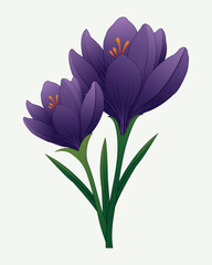 Purple Crocus Flowers vector Illustration
