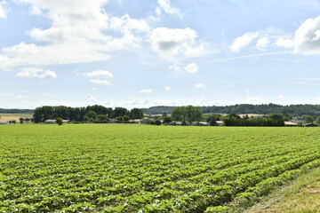 Jeunes pousses dans un champ sous des cumulus de beau temps près du bourg de Champagne au Périgord Vert 