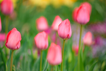 red tulips in spring