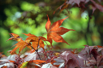 Macro image of an orange Maple leaf, Derbyshire England
