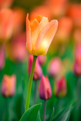 red yellow tulip
