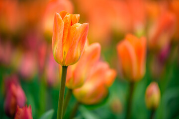 red and yellow tulips