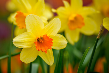 yellow daffodils in spring