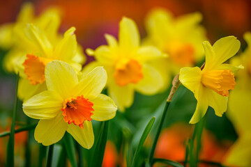 daffodils in spring