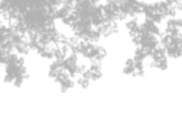 Leaves branch shadown on transparent
