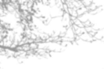 Shadow branch of a tree on white background
